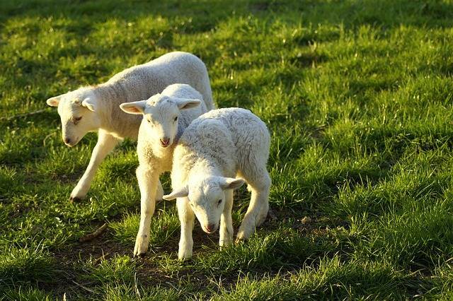 养羊不是个容易的事，养羊的注意事项